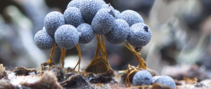 Badhamia utricularis